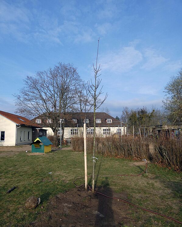 Eingepflanzter Baum mit Baumpfahl auf dem Kita-Gelände