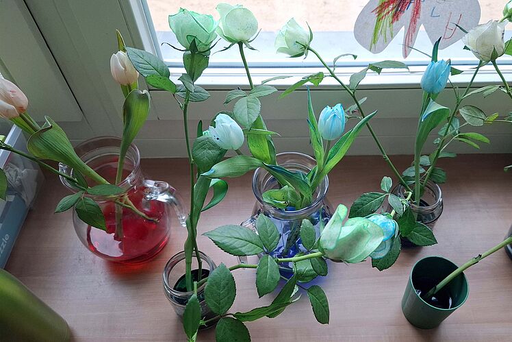 Durch gefärbtes Wasser bunt gewordene Tulpen in Vasen auf dem Fensterbrett