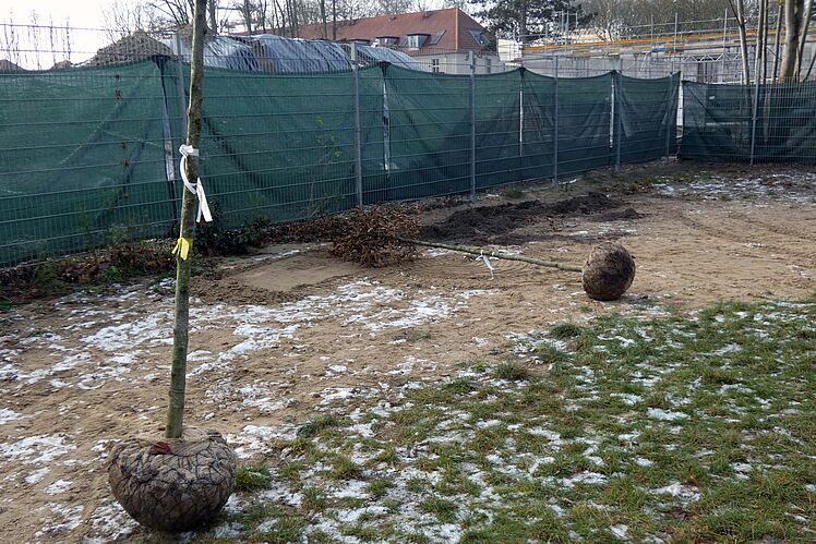 Bäume mit Wurzelballen, bereit zum Einpflanzen
