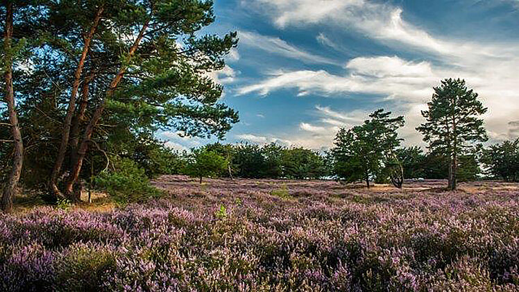 Landschaftsbild Lüneburger Heide