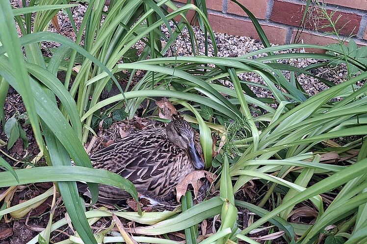 Brütende Ente im Gras