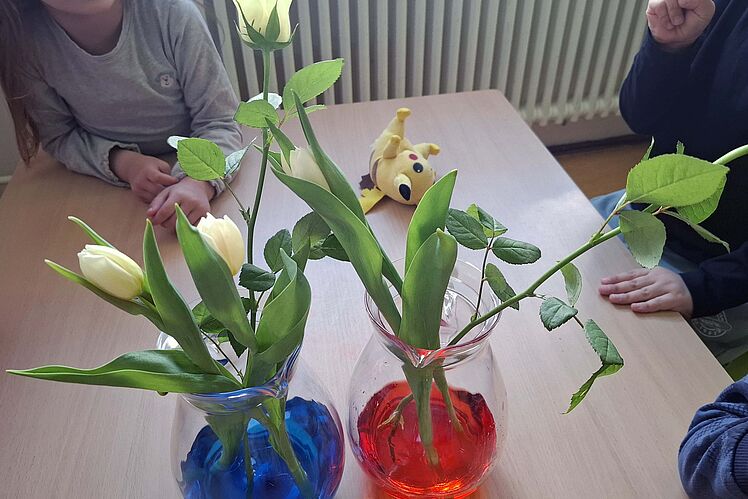 Helle Tulpen in gefärbtem Wasser, Kinderhände sind sichtbar, auf dem Tisch liegt eine Pikachu-Plüschfigur